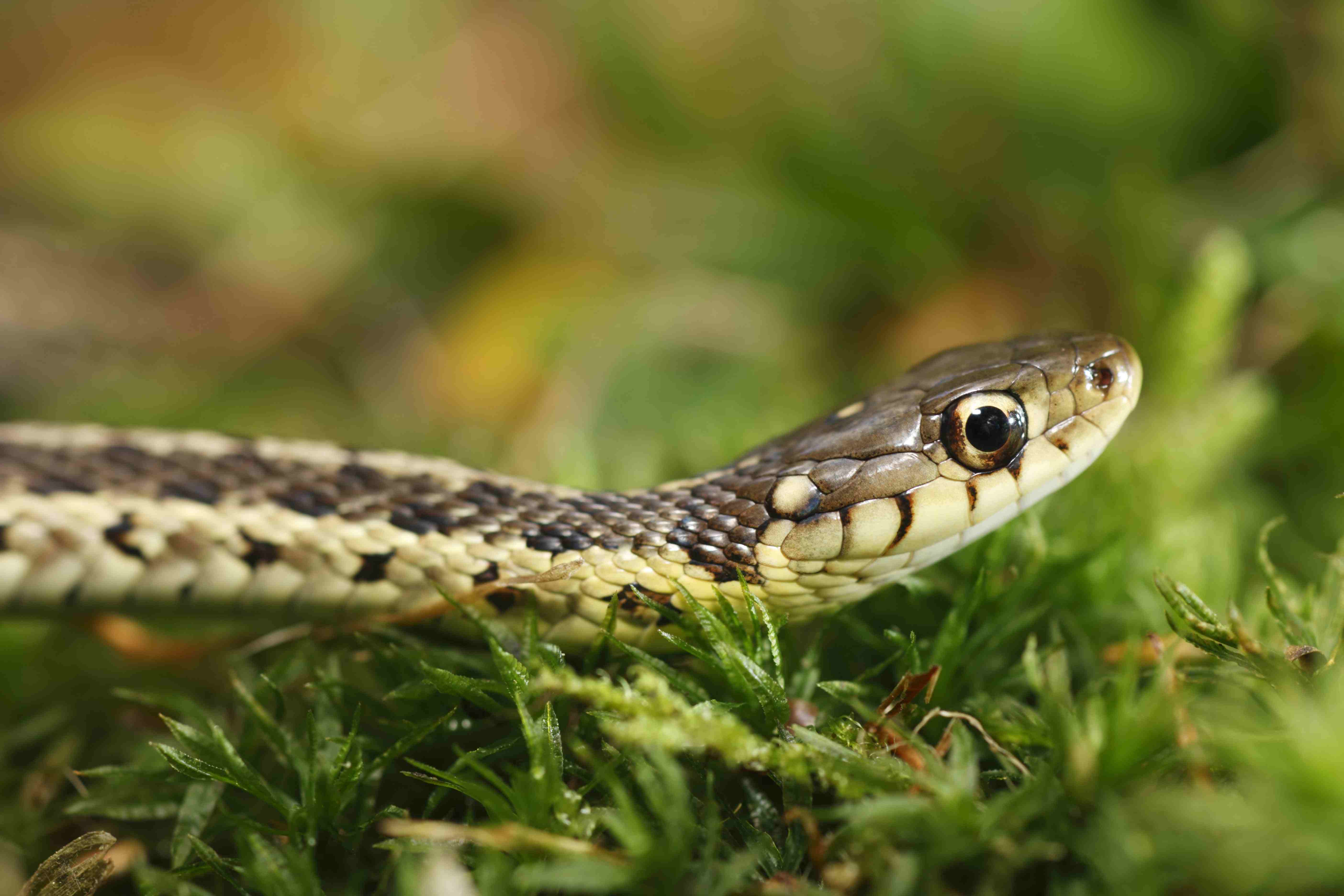 garter snake