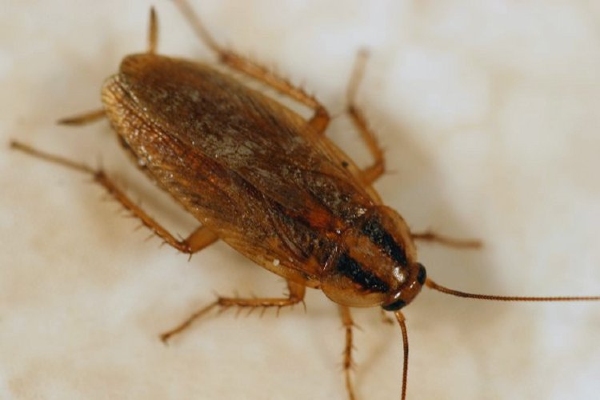 german cockroach on sink