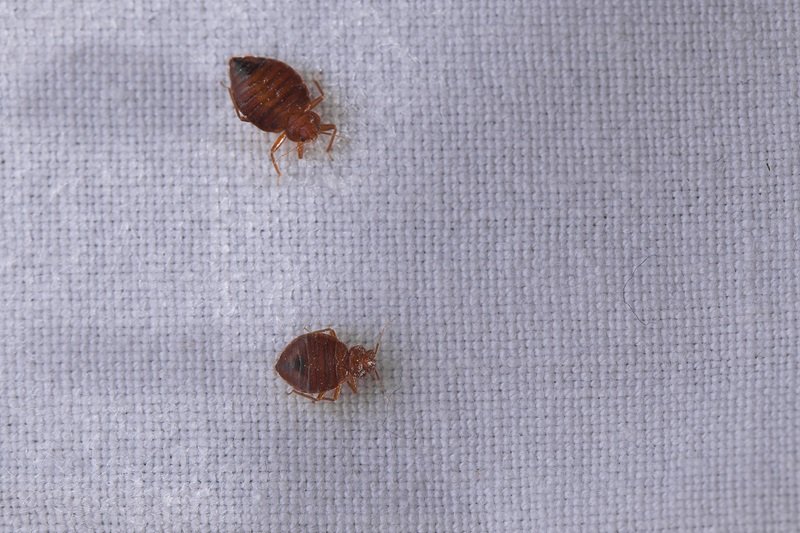 two bed bugs on a sheet