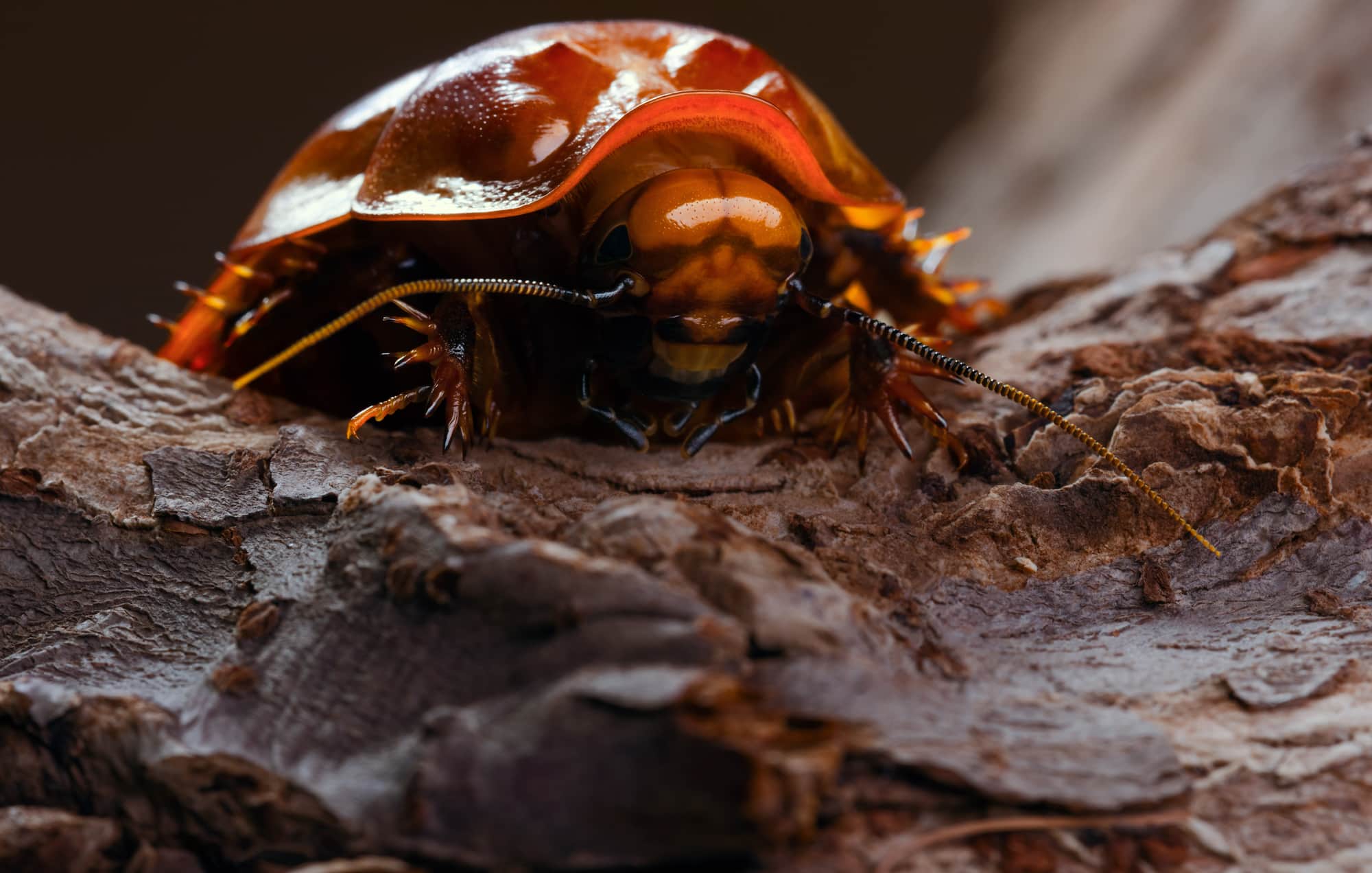 giant-burrowing-cockroach-feature