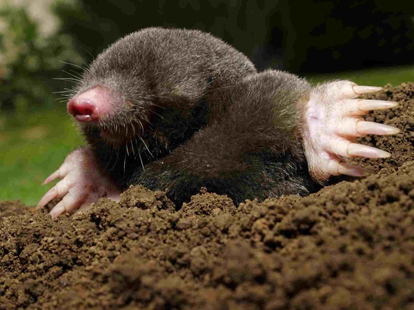 mole emerging from burrow
