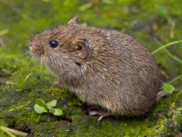 close up of a vole