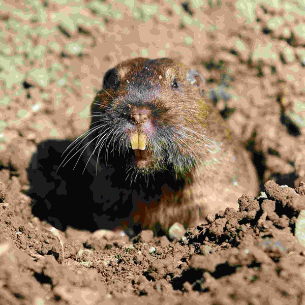 gopher emerging from burrow