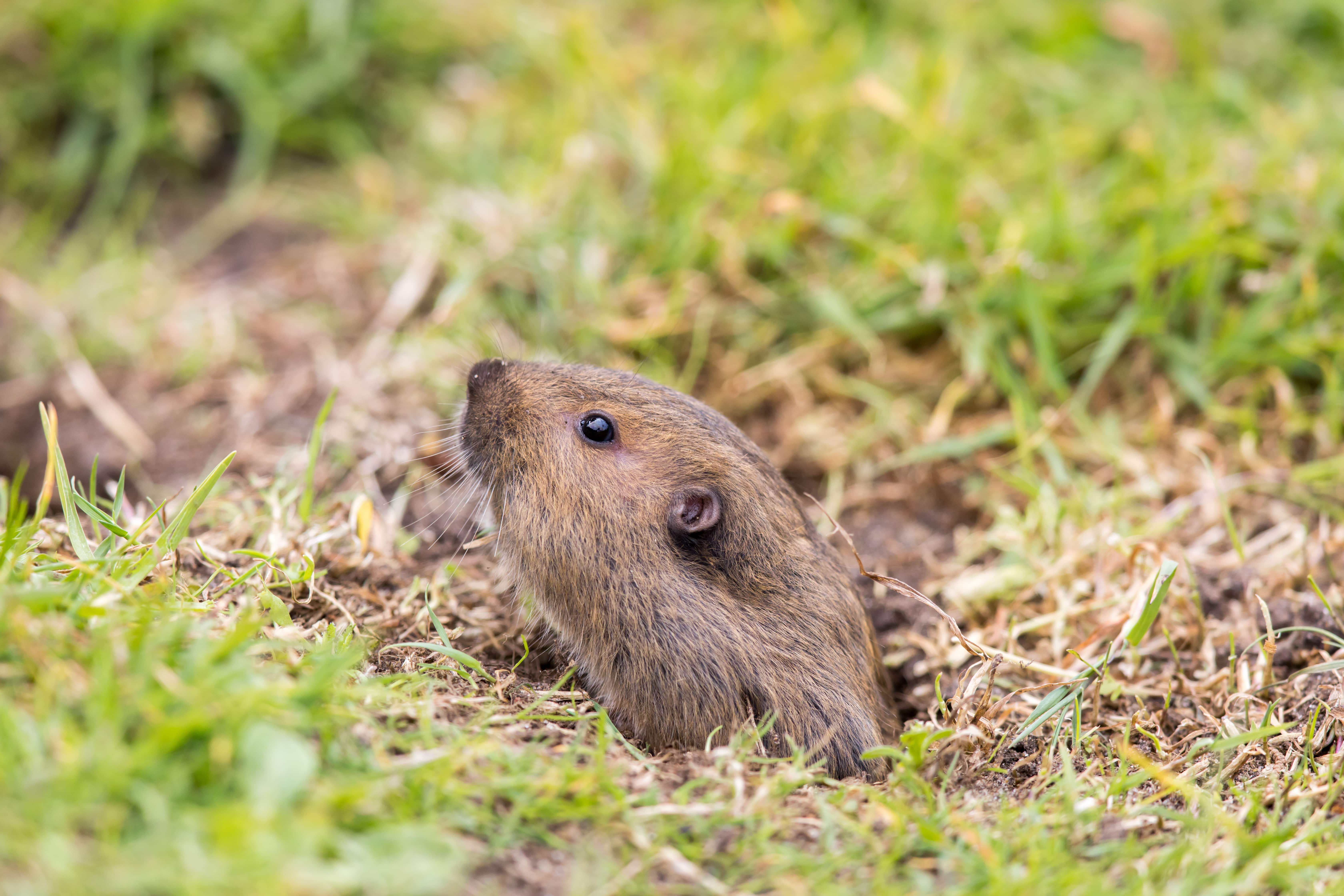 gopher popping out of a tunnel