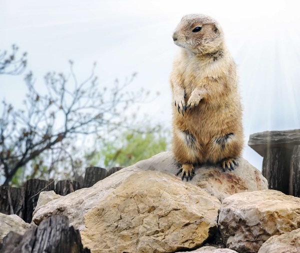 groundhog after hibernation