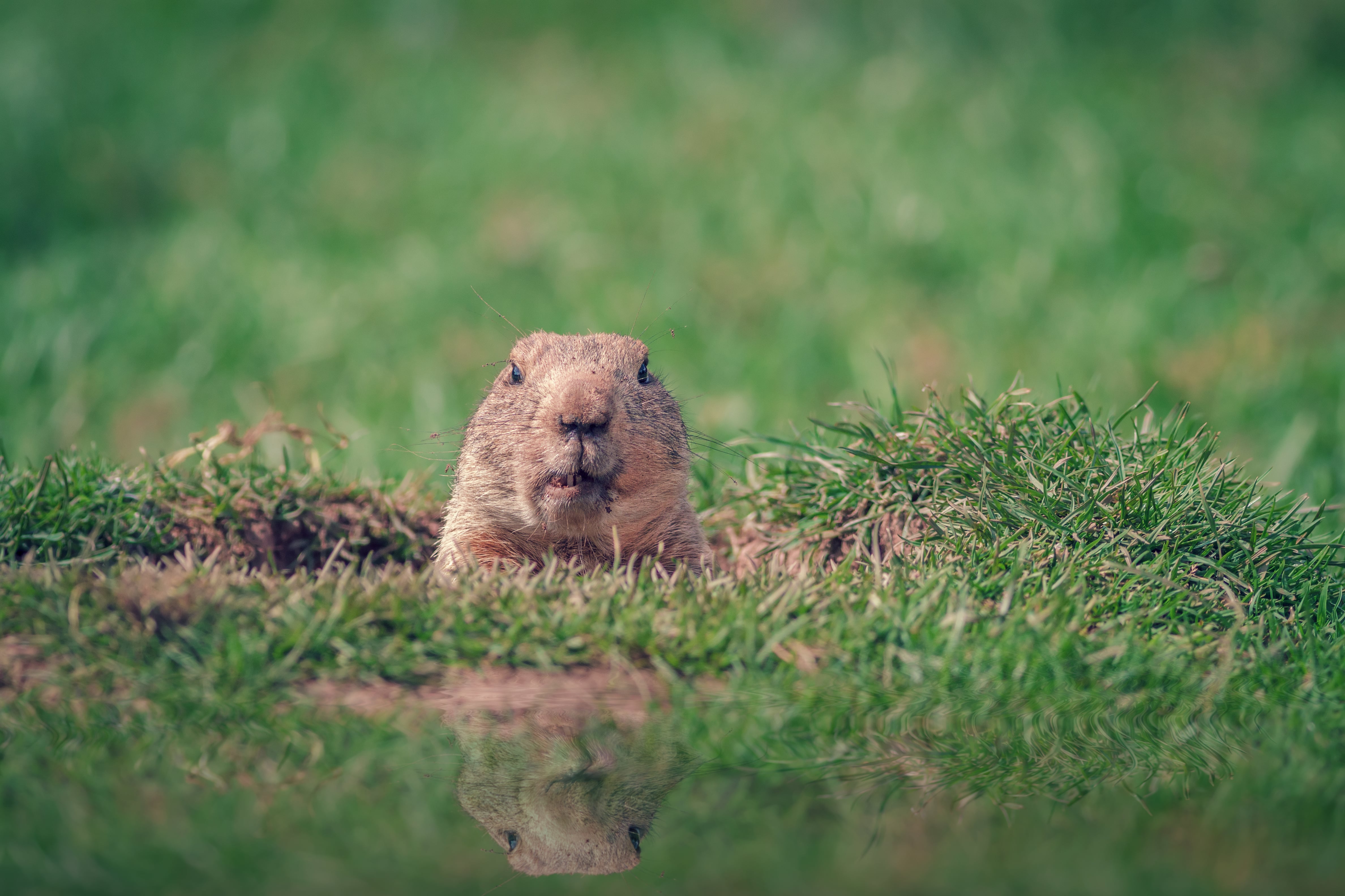 groundhog popping out of a hole