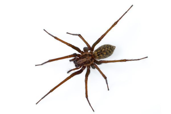 hobo spider