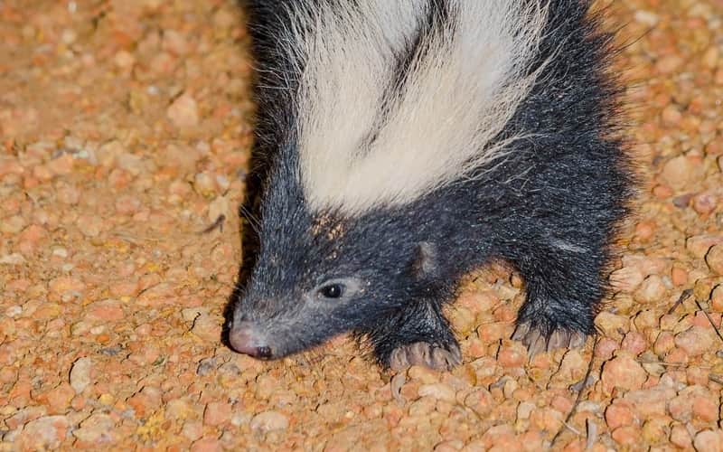 hog-nosed skunks