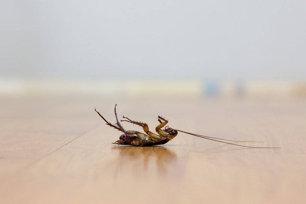homemade-roach-killers