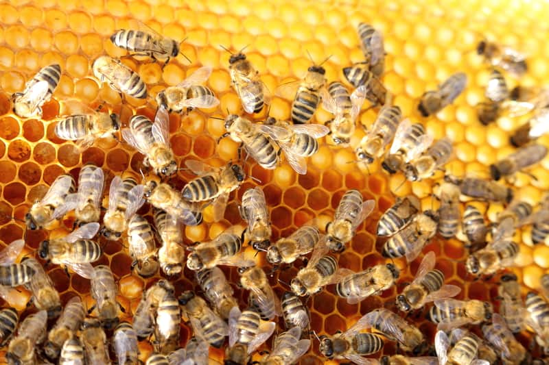 honey bee hive