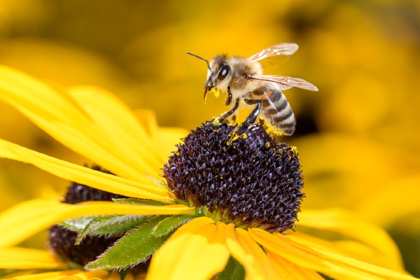 Honey bee