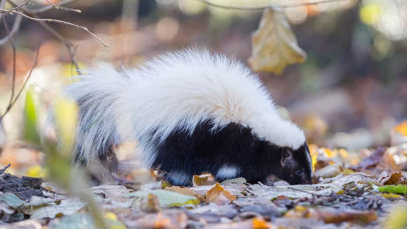 hooded skunks