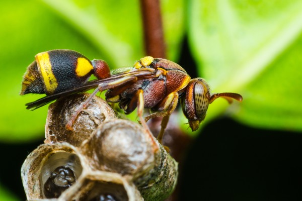 Hornet protecting larvae