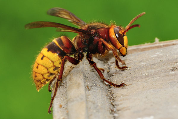 yellow jacket wasp