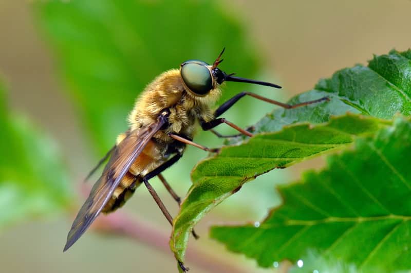 Horse fly on a leaf