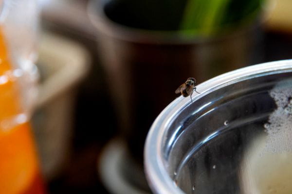 house fly on cup