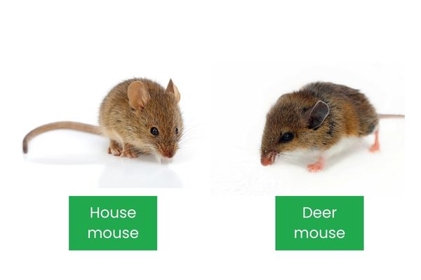 house mouse vs deer mouse