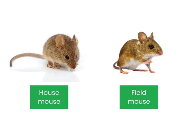 House Mouse vs Field Mouse