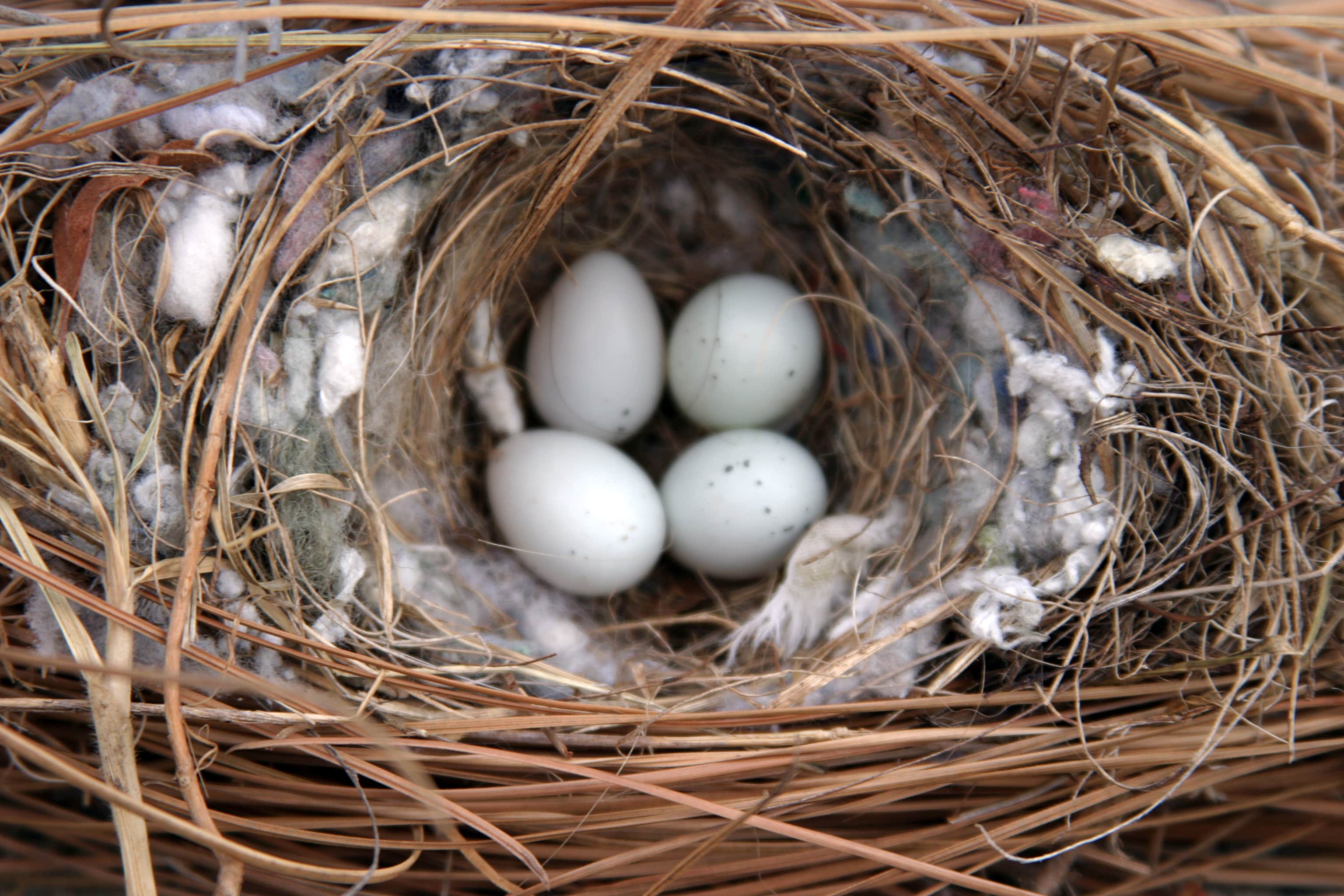 sparrow nest with four eggs in it