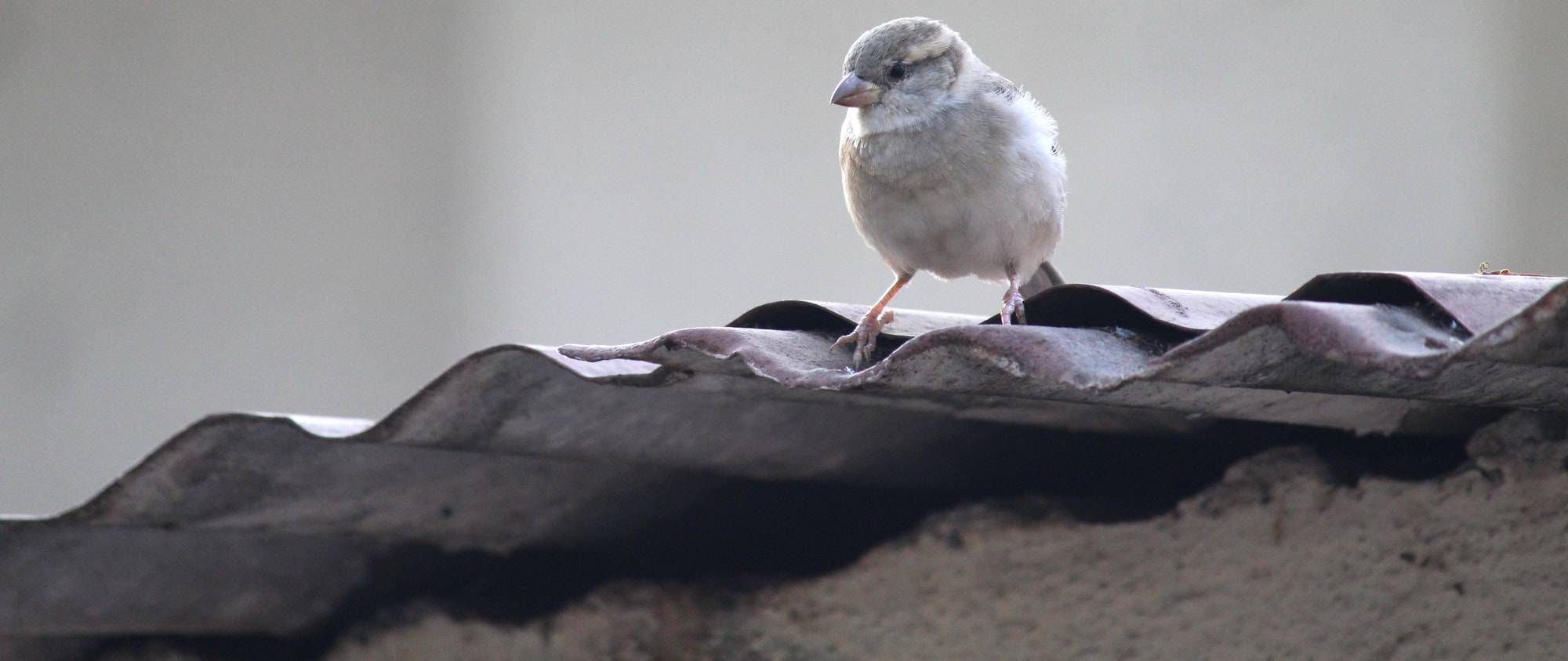 house-sparrow-roof