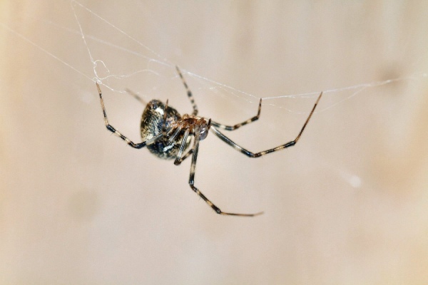 Common house spider
