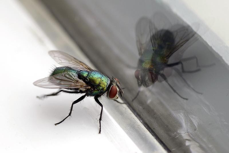 What the Bed Bug Life Cycle Means for Hotels