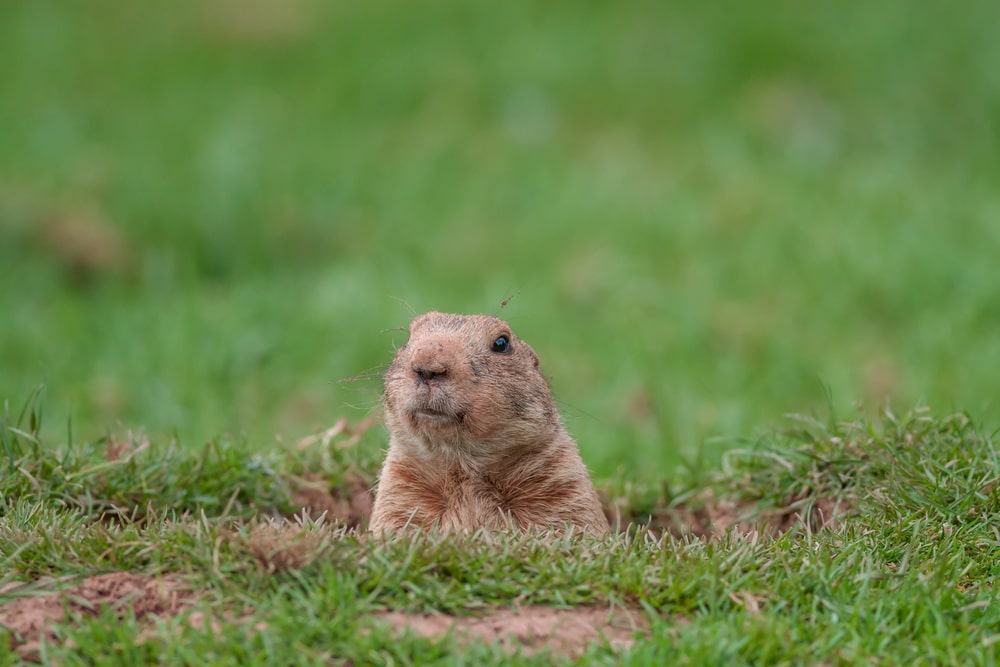 groundhog popping out of ground