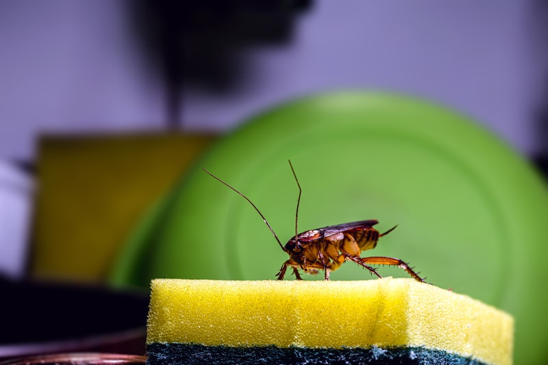 6 Common Cockroach Hiding Places in Your Home
