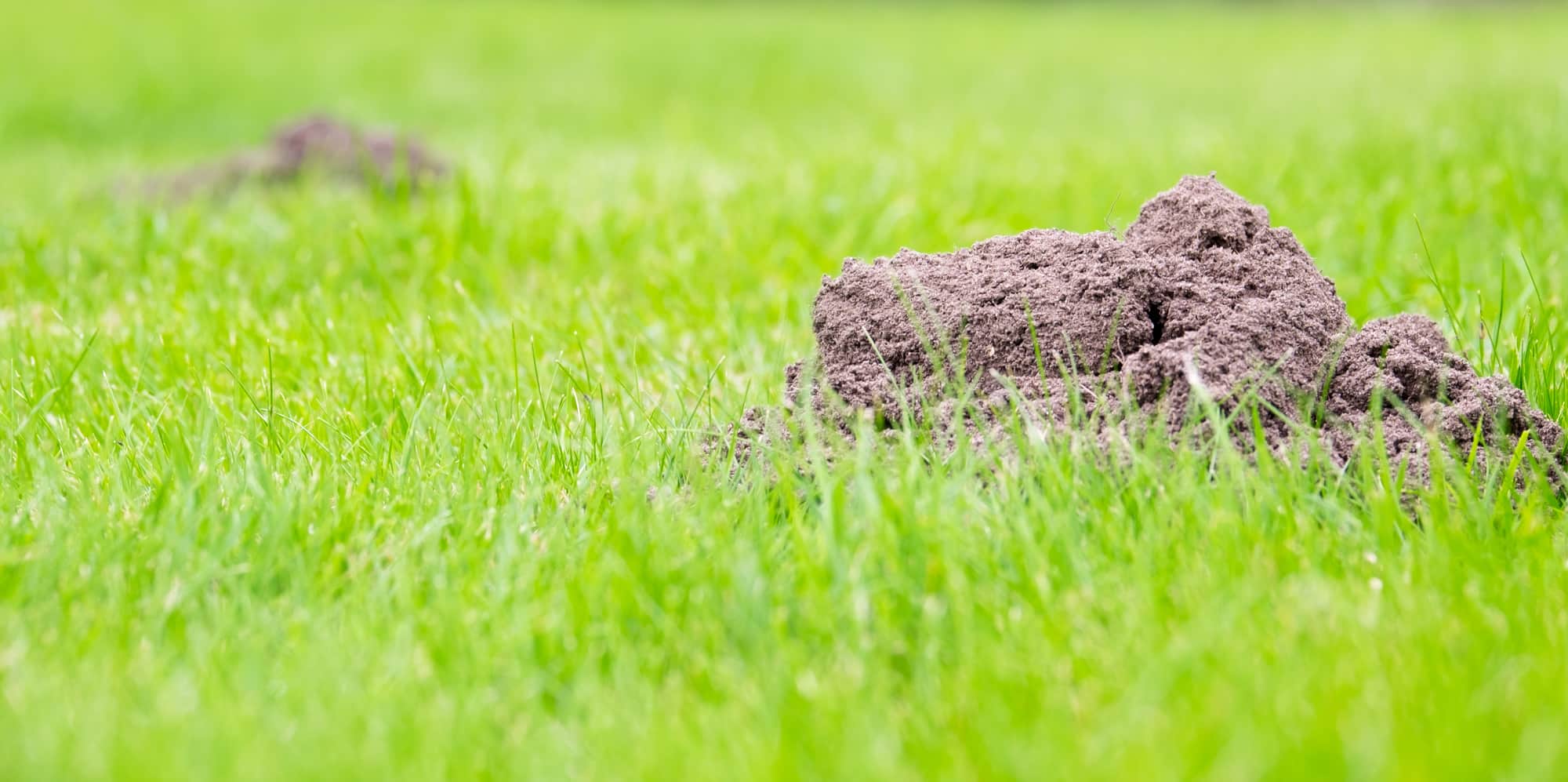 how-to-get-rid-of-mole-in-yard