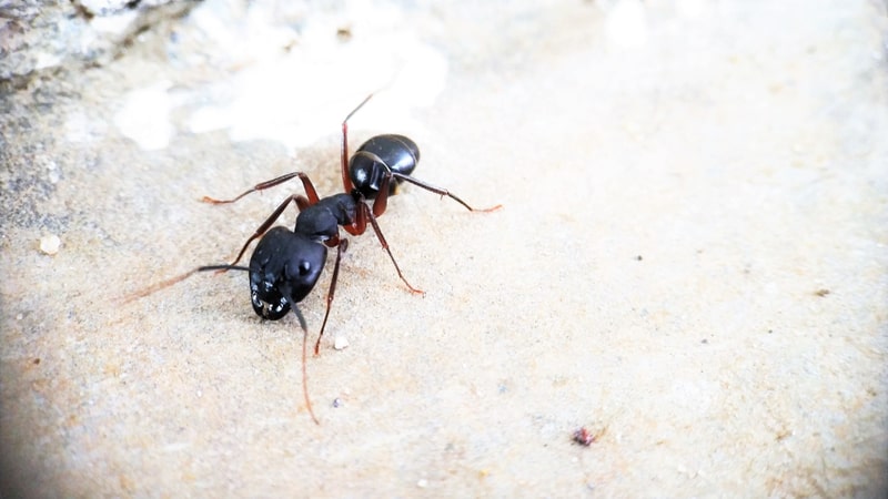Wood ant close up