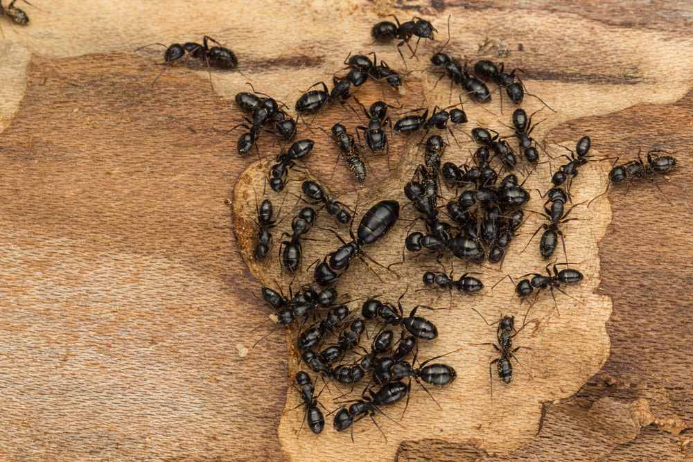 carpenter queen ant and worker ants around her