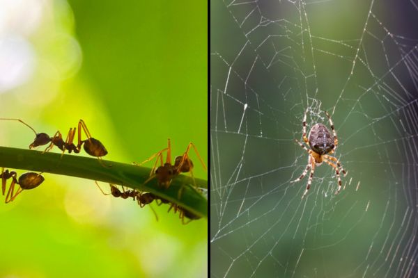 insects and arachnids ticks