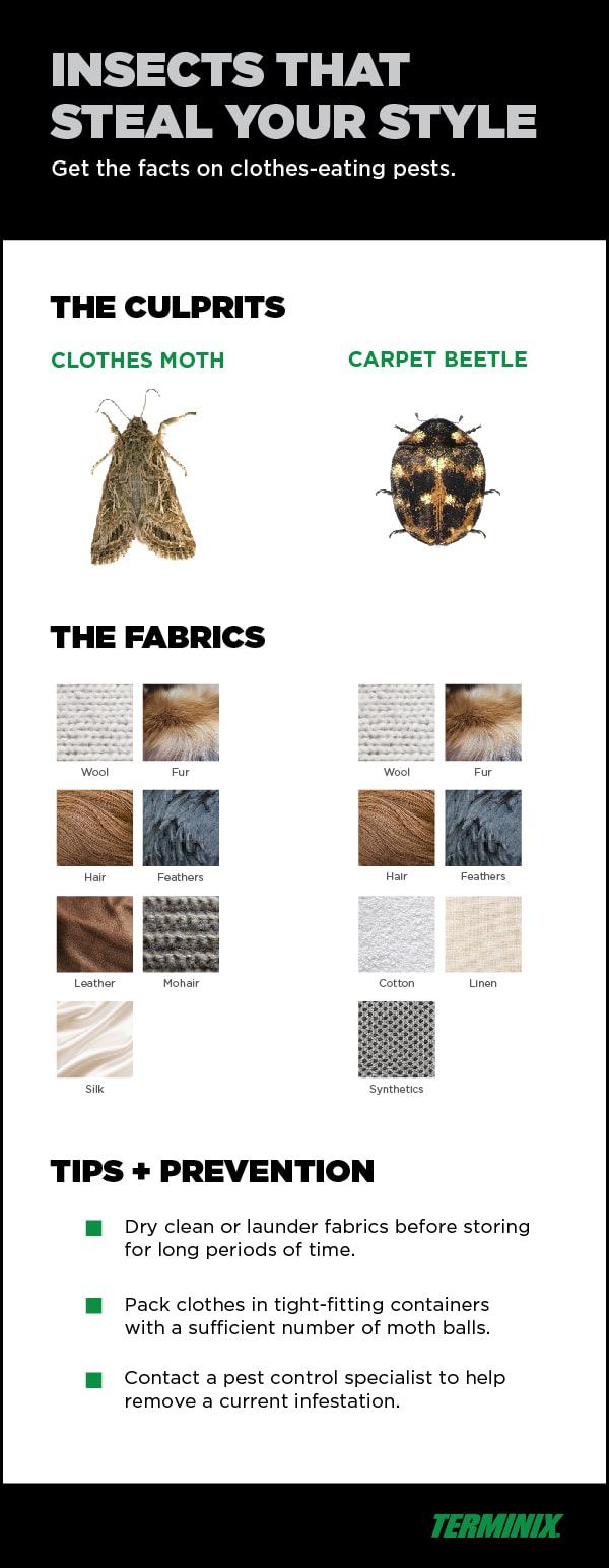 clothing eating pests