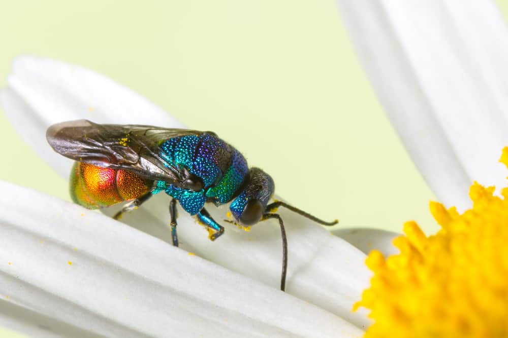 jewel wasp