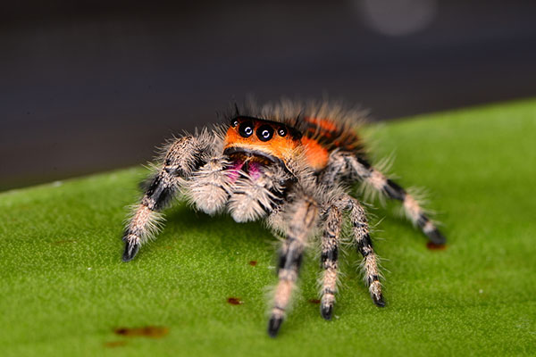 jumping spider