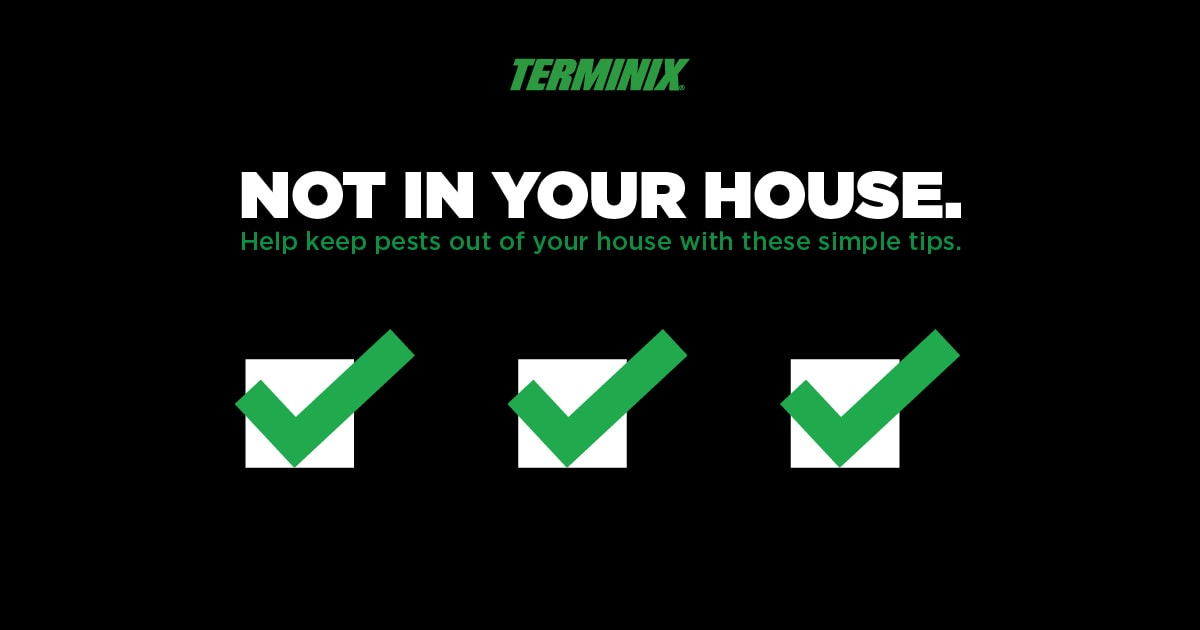 keep bugs out of home thumb