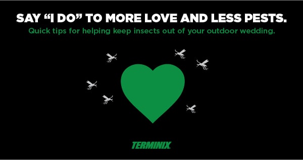 how to repel bugs outdoor at wedding