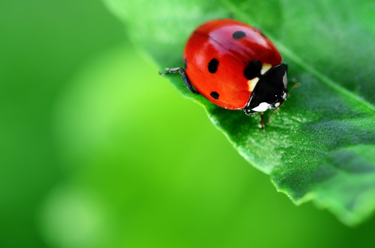 lady bug