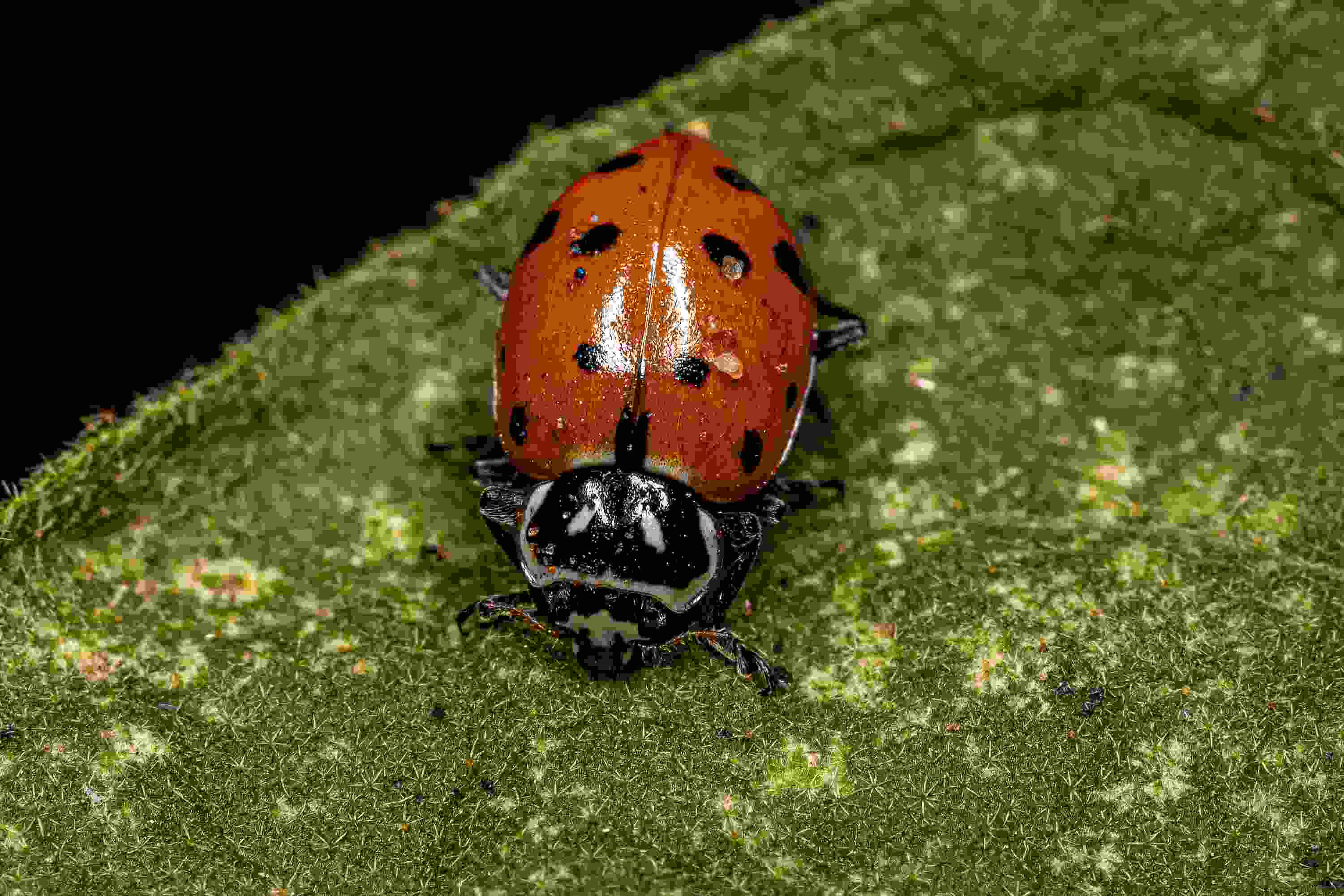 convergent ladybug on a leaf