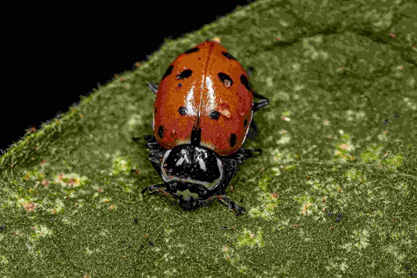 convergent ladybug on a leaf