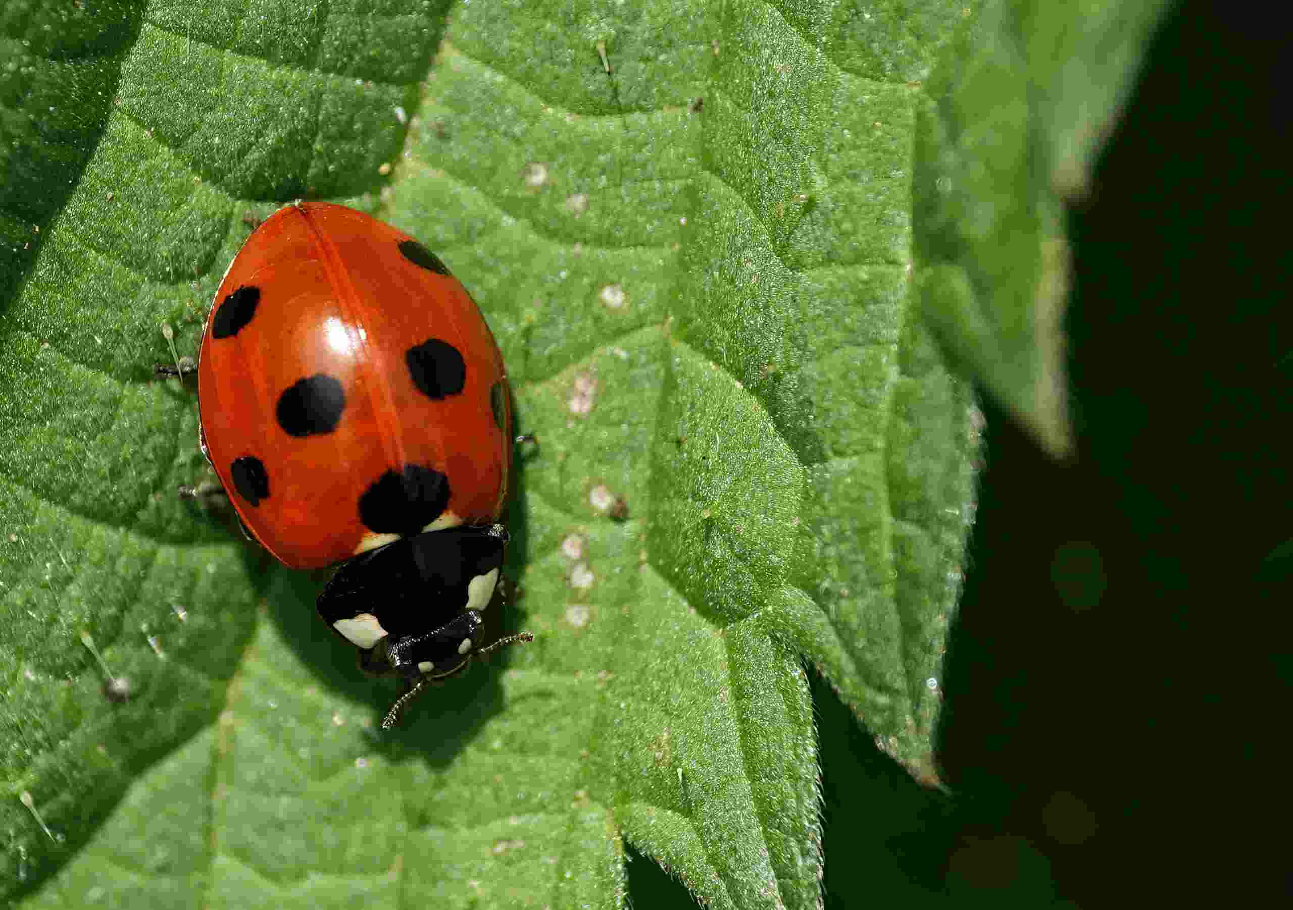 seven-spotted ladybug on a leaf