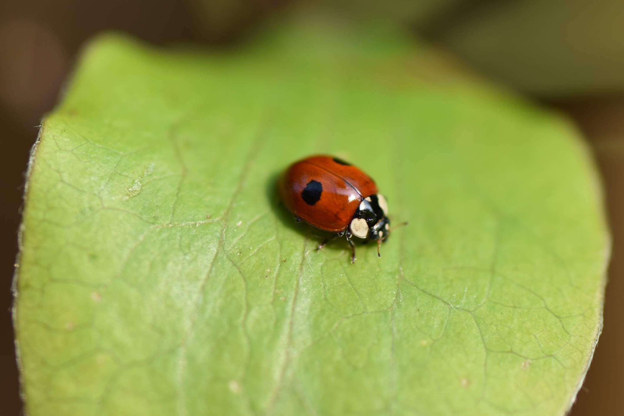 two-spotted ladybug on a leaf