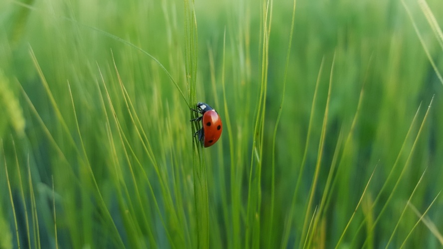 ladybug on leaf blade 