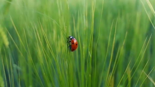 ladybug on leaf blade