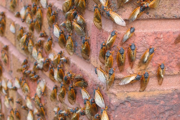 large cicada group on brick wall