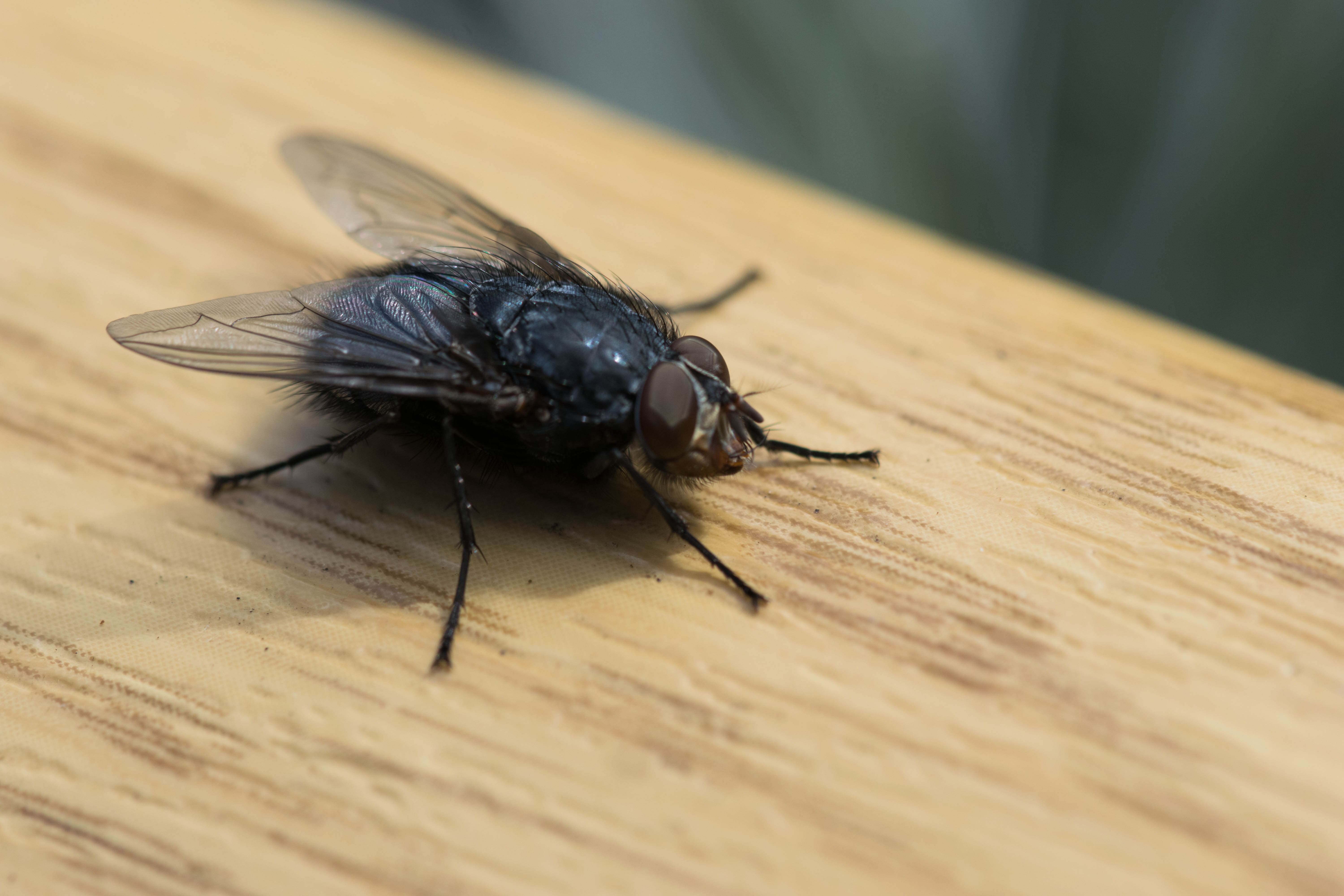 a fly on wood