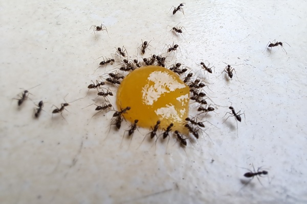 little black ants eating
