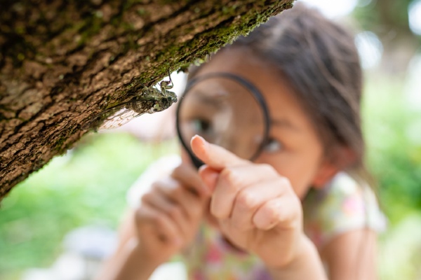 little girl examining cicada on tree