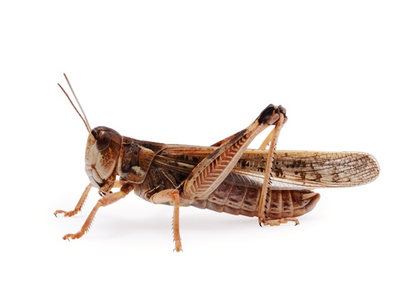 locust side view