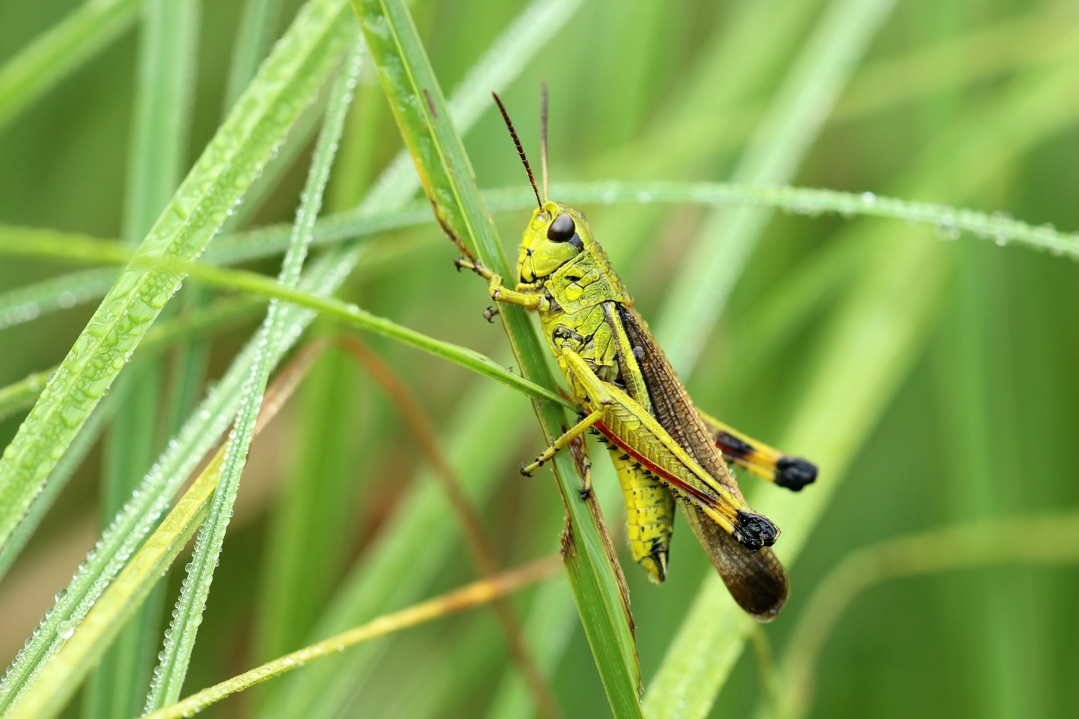 grasshopper on a blade of grass